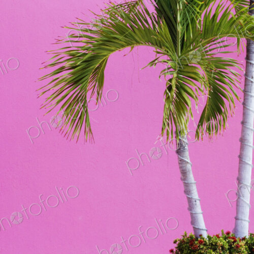 Palm Trees on Pink Palm Trees on Pink
