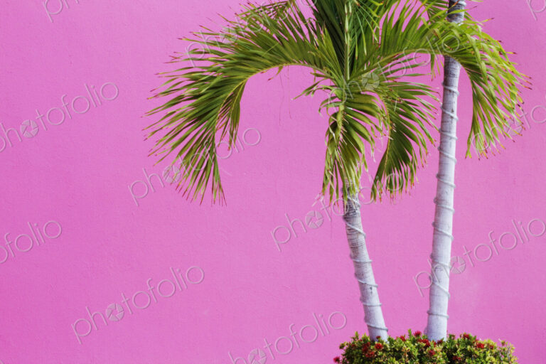 Palm Trees on Pink