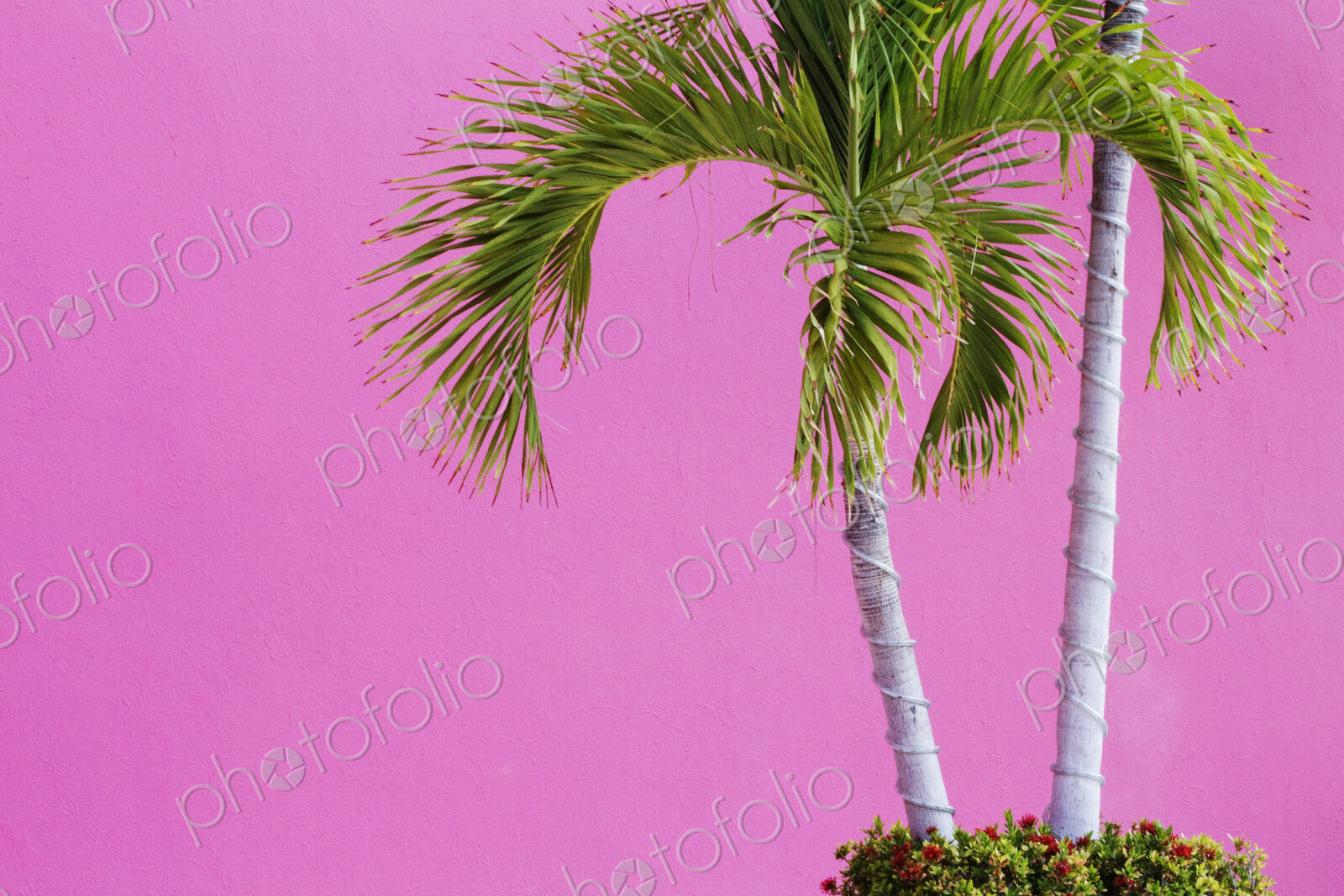 Palm Trees on Pink