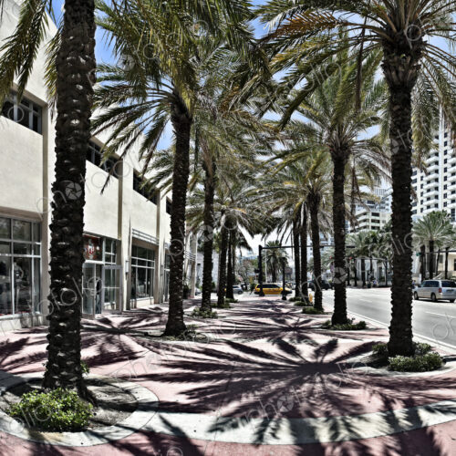 Palm Trees on a Sidewalk Palm Trees on a Sidewalk