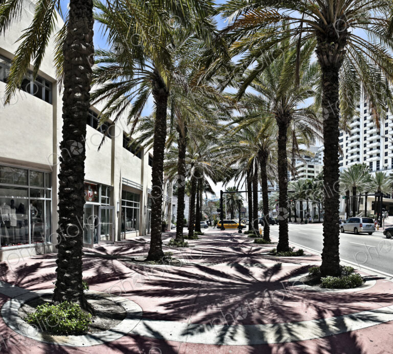 Palm Trees on a Sidewalk