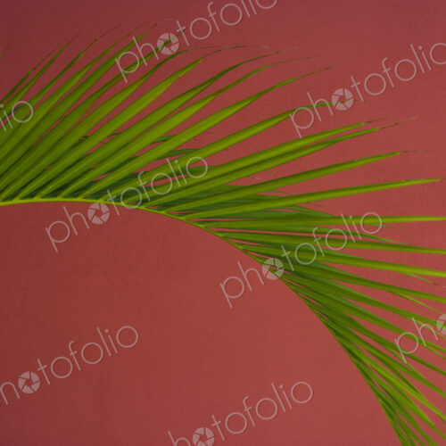 Palm frond against a red background, Puerto Rico Palm frond against a red background, Puerto Rico