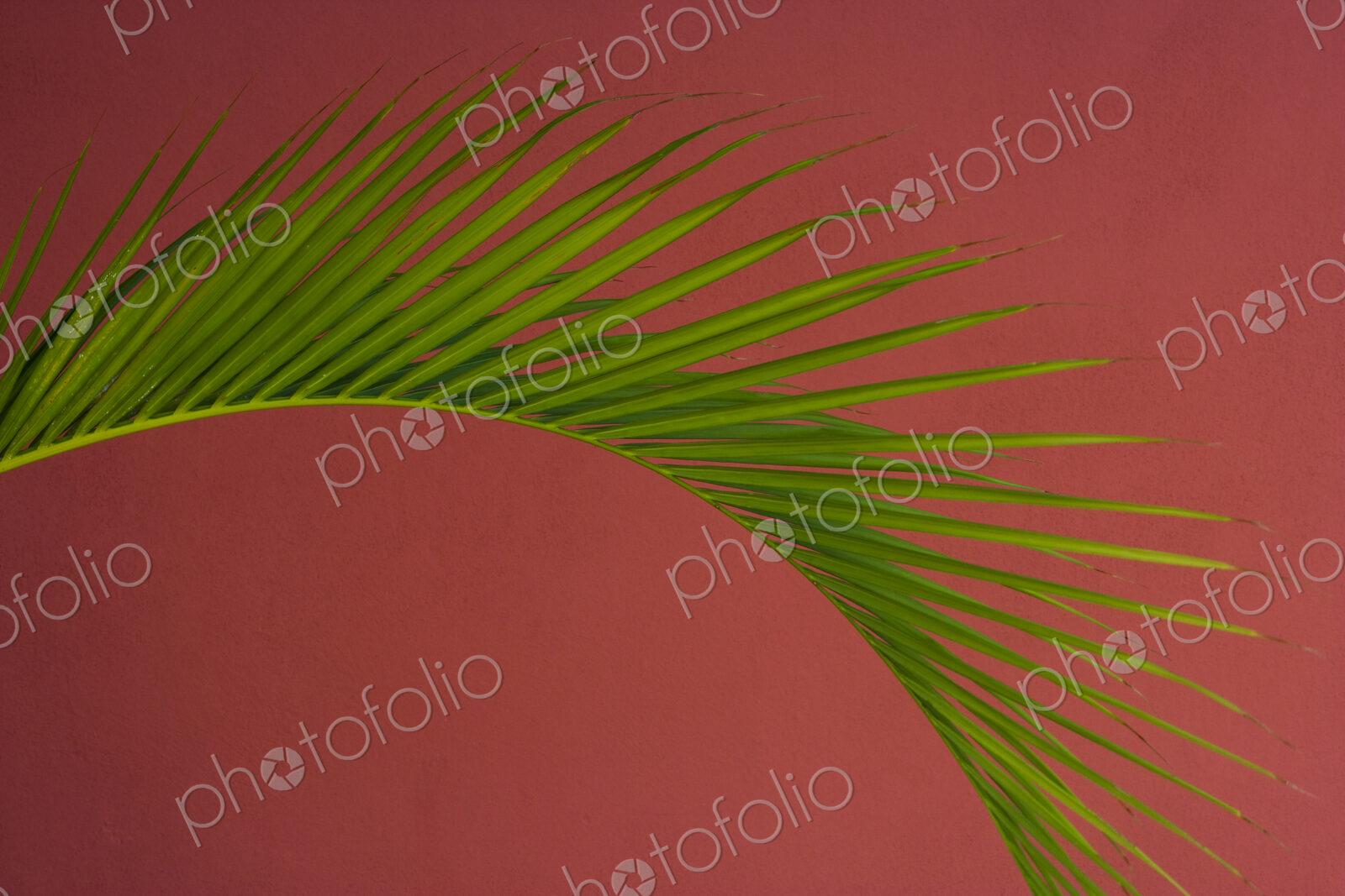 Palm frond against a red background, Puerto Rico