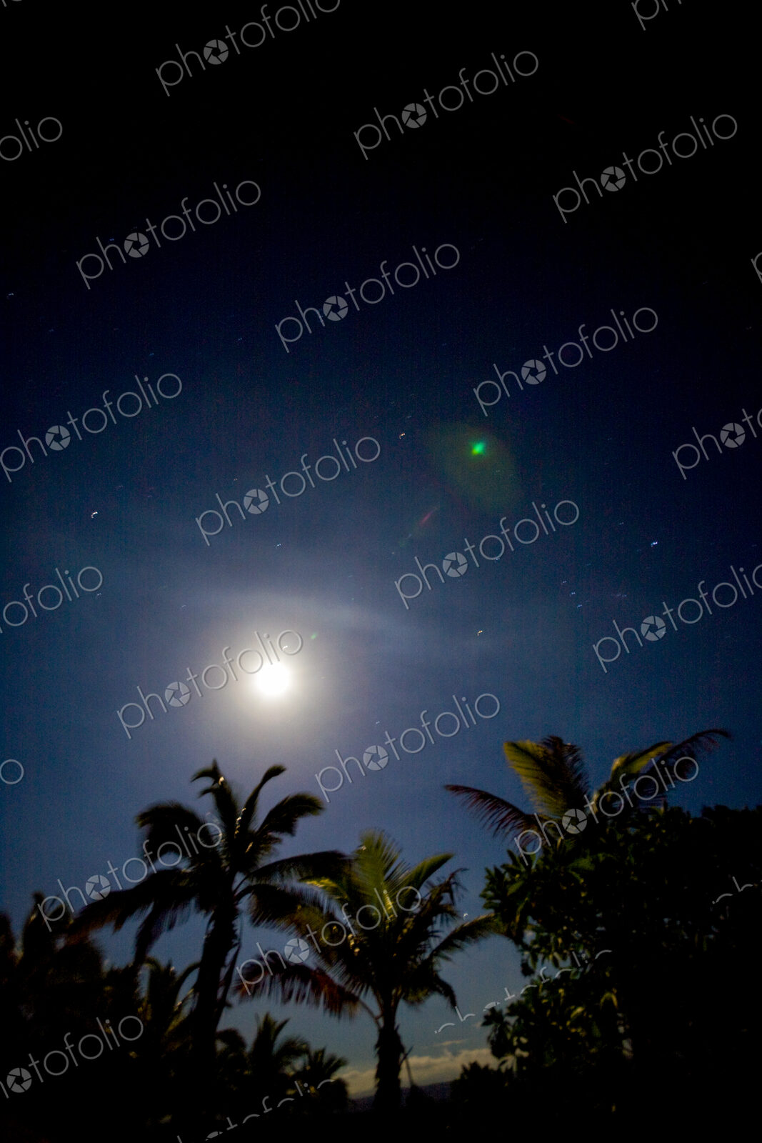 Palm trees at dusk during winter solstice, Kona, the moon and stars above.