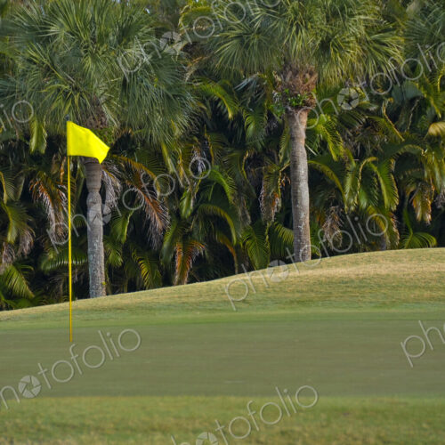Palm trees growing by golf course Palm trees growing by golf course