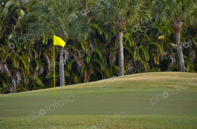 Palm trees growing by golf course