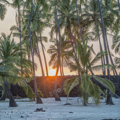 Palm trees on a beach. Palm trees on a beach.