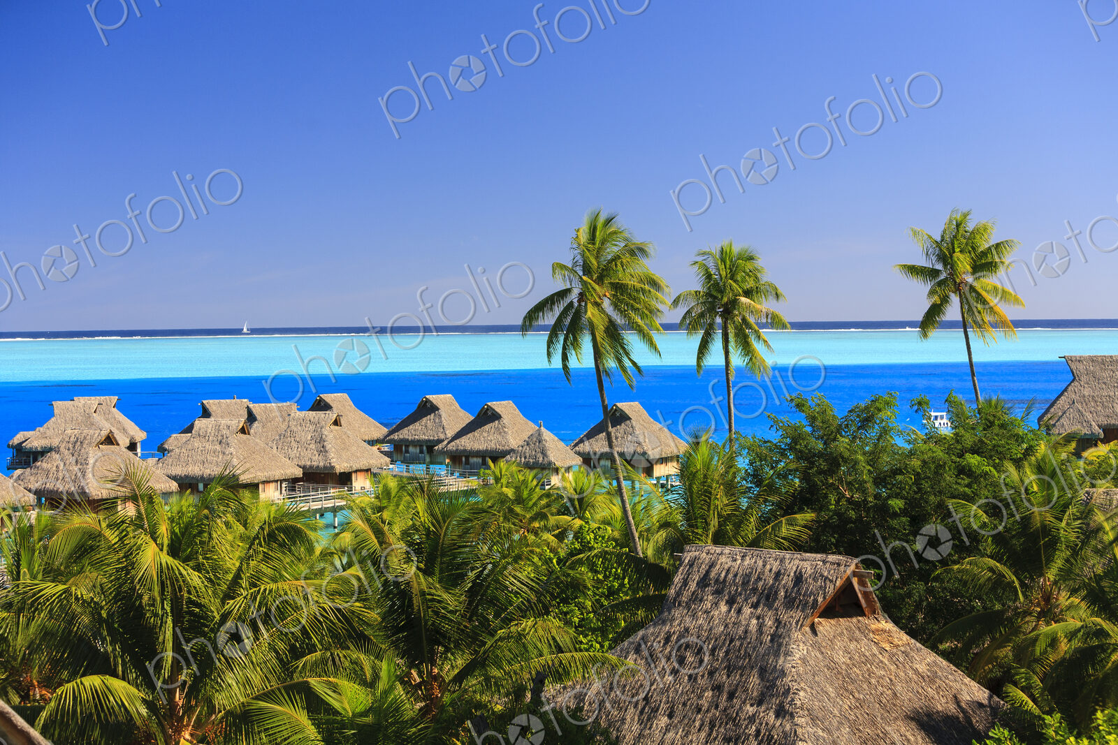Palm trees overlooking tropical resort, Bora Bora, French Polynesia