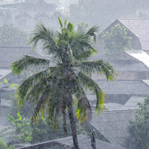 Palm trees shaking during a monsoon. Palm trees shaking during a monsoon.