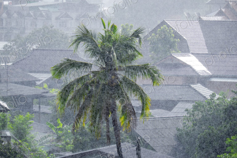 Palm trees shaking during a monsoon.
