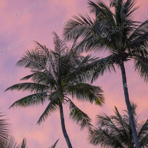 Palm trees shaking in the wind with pink sunset sky beyond. Palm trees shaking in the wind with pink sunset sky beyond.