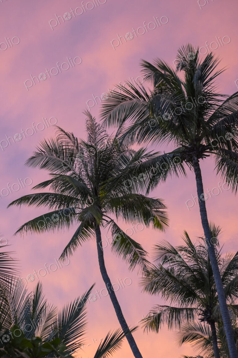 Palm trees shaking in the wind with pink sunset sky beyond.