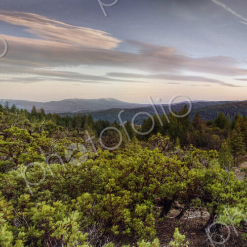 Panoramic view of forest treetops at sunset
