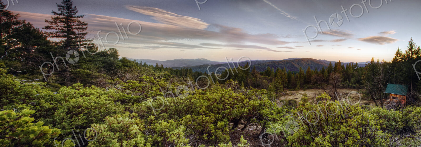 Panoramic view of forest treetops at sunset