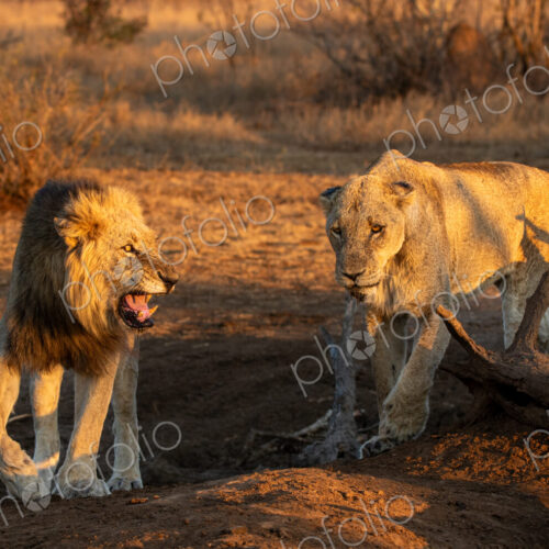 Panthera leo, a male lion snarling at a lioness, interacting. Panthera leo, a male lion snarling at a lioness, interacting.