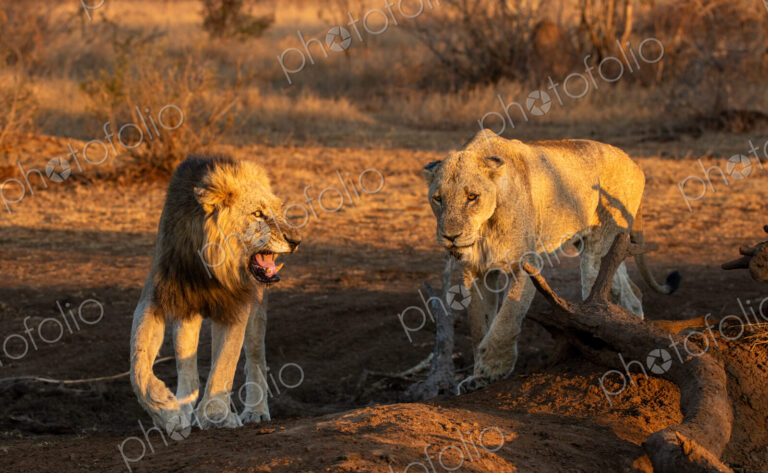 Panthera leo, a male lion snarling at a lioness, interacting.