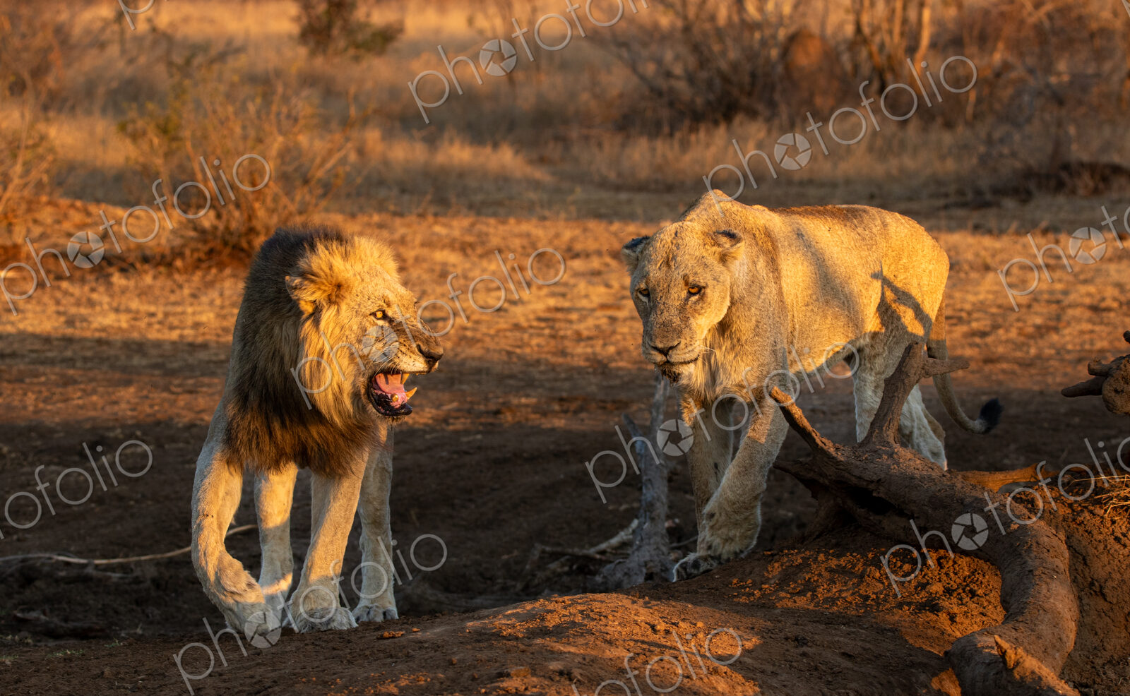 Panthera leo, a male lion snarling at a lioness, interacting.