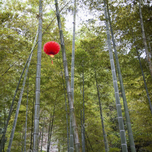 Paper lantern hanging from bamboo trees.