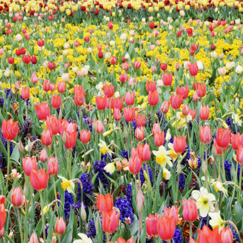 Park Benches and Spring Flowers Park Benches and Spring Flowers