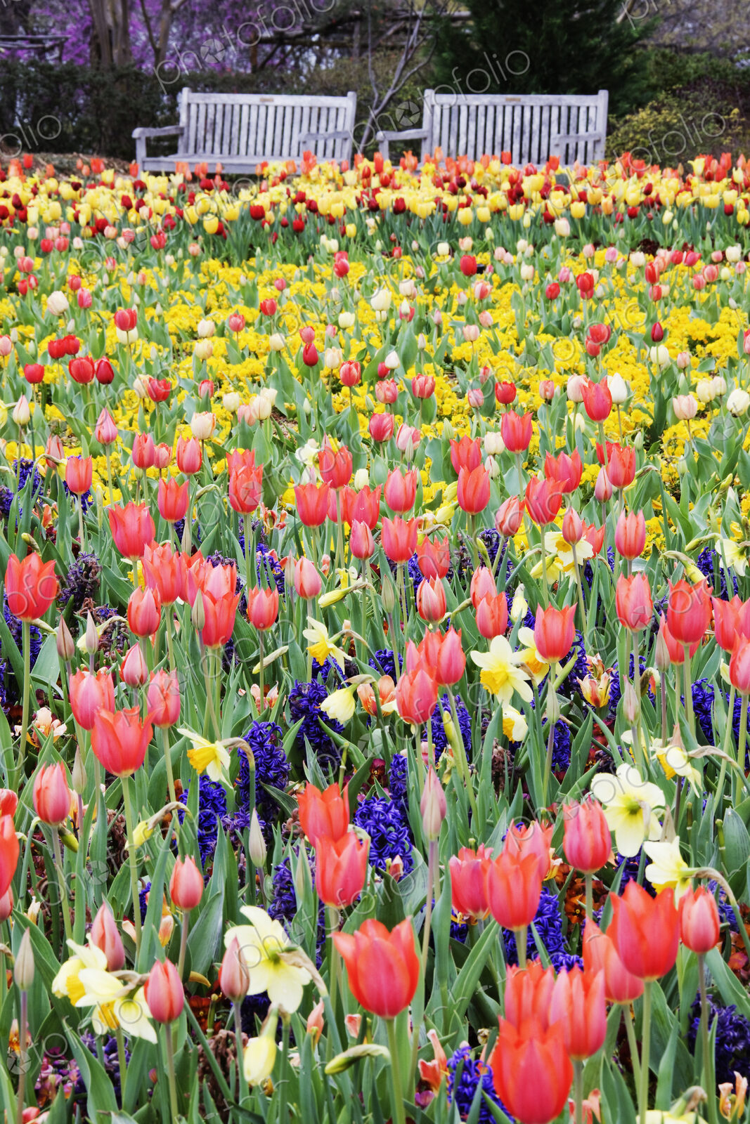 Park Benches and Spring Flowers