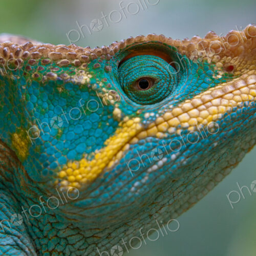 Parson's Chameleon, Calumma parsonii, Madagascar Parson's Chameleon, Calumma parsonii, Madagascar
