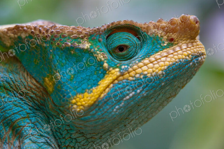 Parson's Chameleon, Calumma parsonii, Madagascar