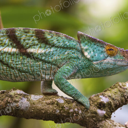 Parson's chameleon, Madagascar Parson's chameleon, Madagascar