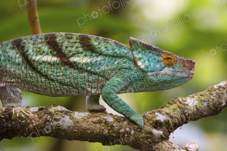 Parson's chameleon, Madagascar