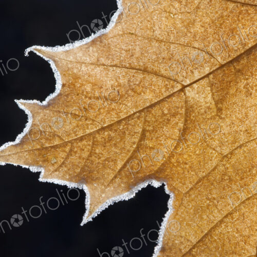 Part of a brown frosted maple leaf with central ribs and distinctive outline. Part of a brown frosted maple leaf with central ribs and distinctive outline.