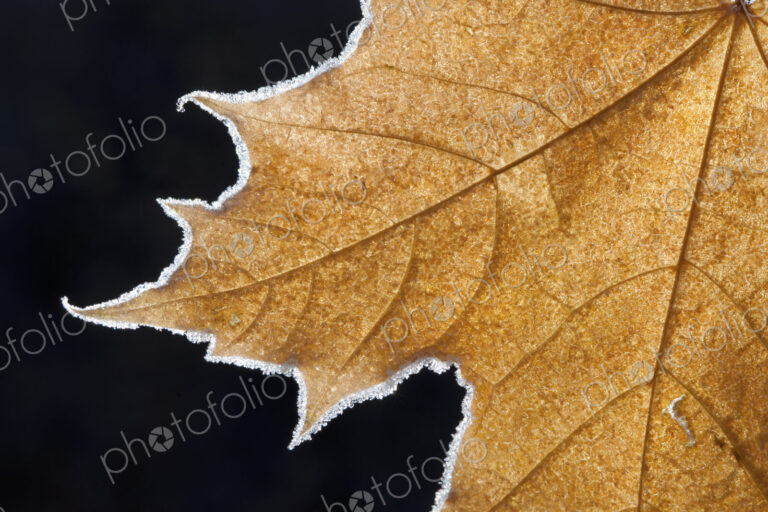 Part of a brown frosted maple leaf with central ribs and distinctive outline.