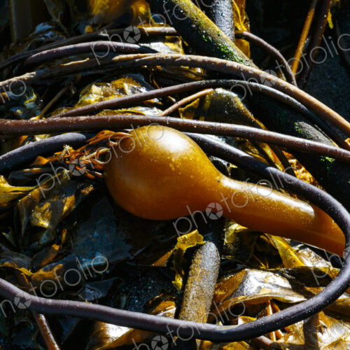 Past season bull kelp on the beach at low tide on Freshwater Bay along the Strait of… Past season bull kelp on the beach at low tide on Freshwater Bay along the Strait of…