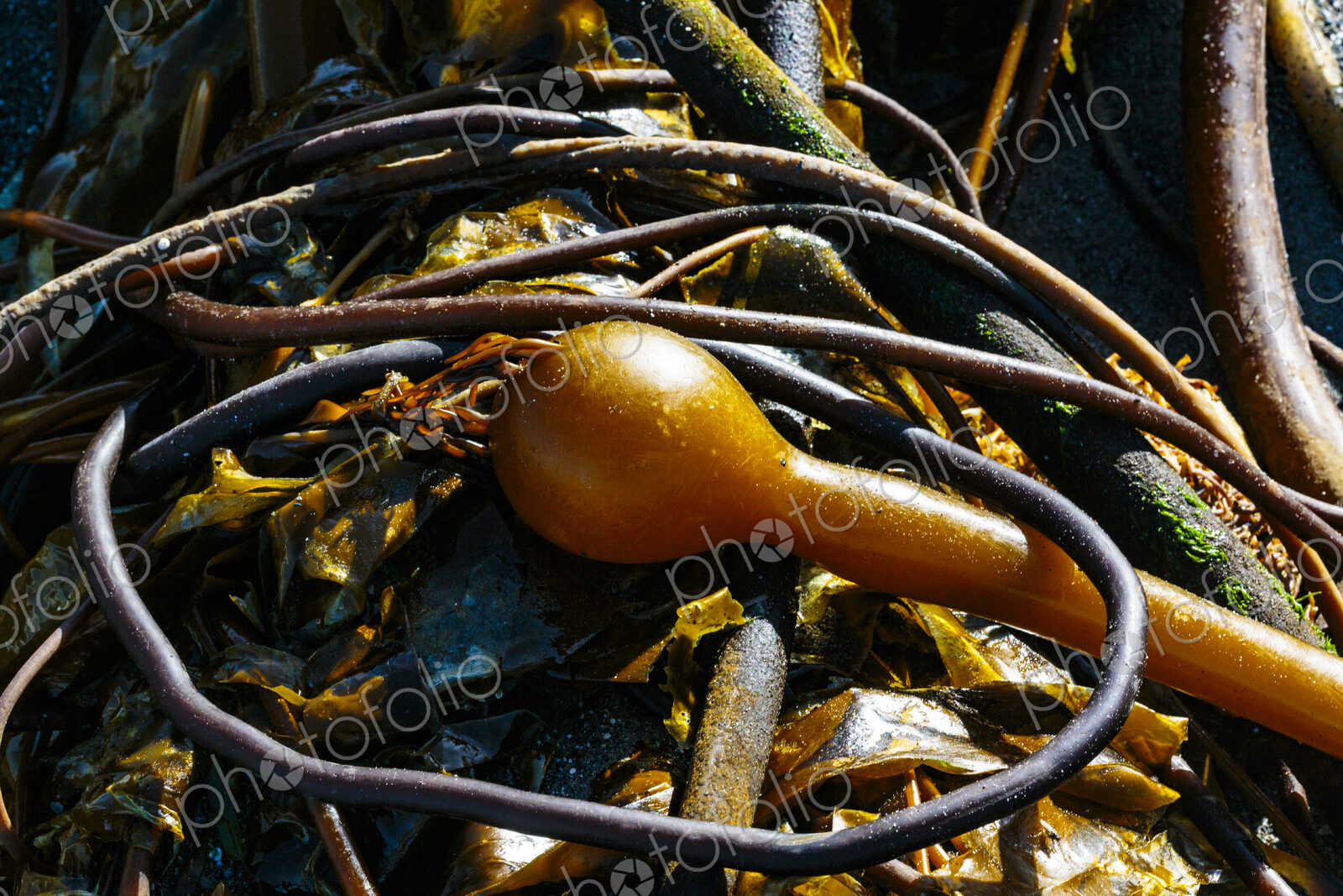 Past season bull kelp on the beach at low tide on Freshwater Bay along the Strait of…