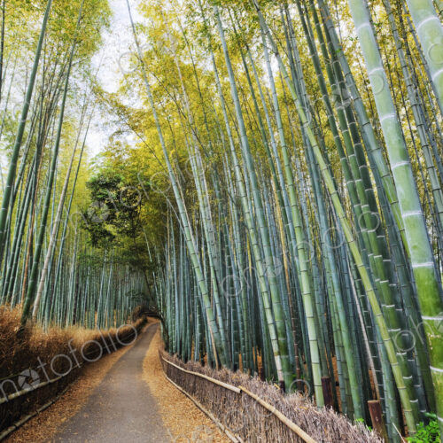 Path Through a Bamboo Forest