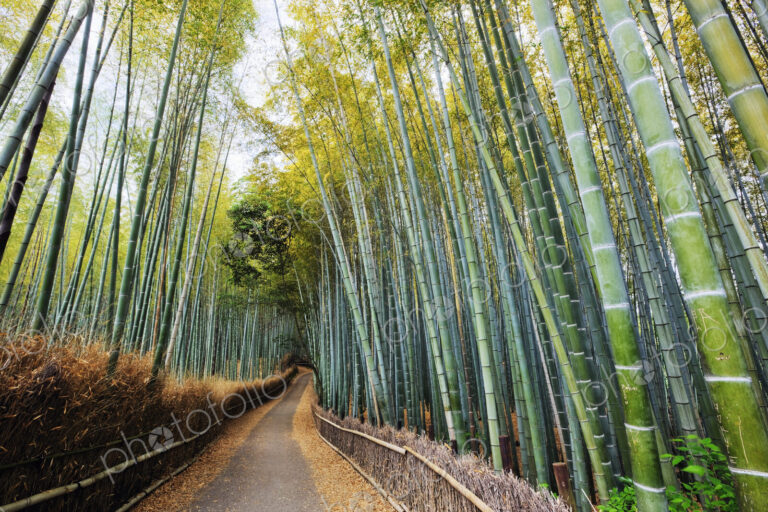 Path Through a Bamboo Forest
