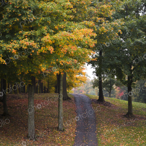 Path among trees and autumn leaves Path among trees and autumn leaves