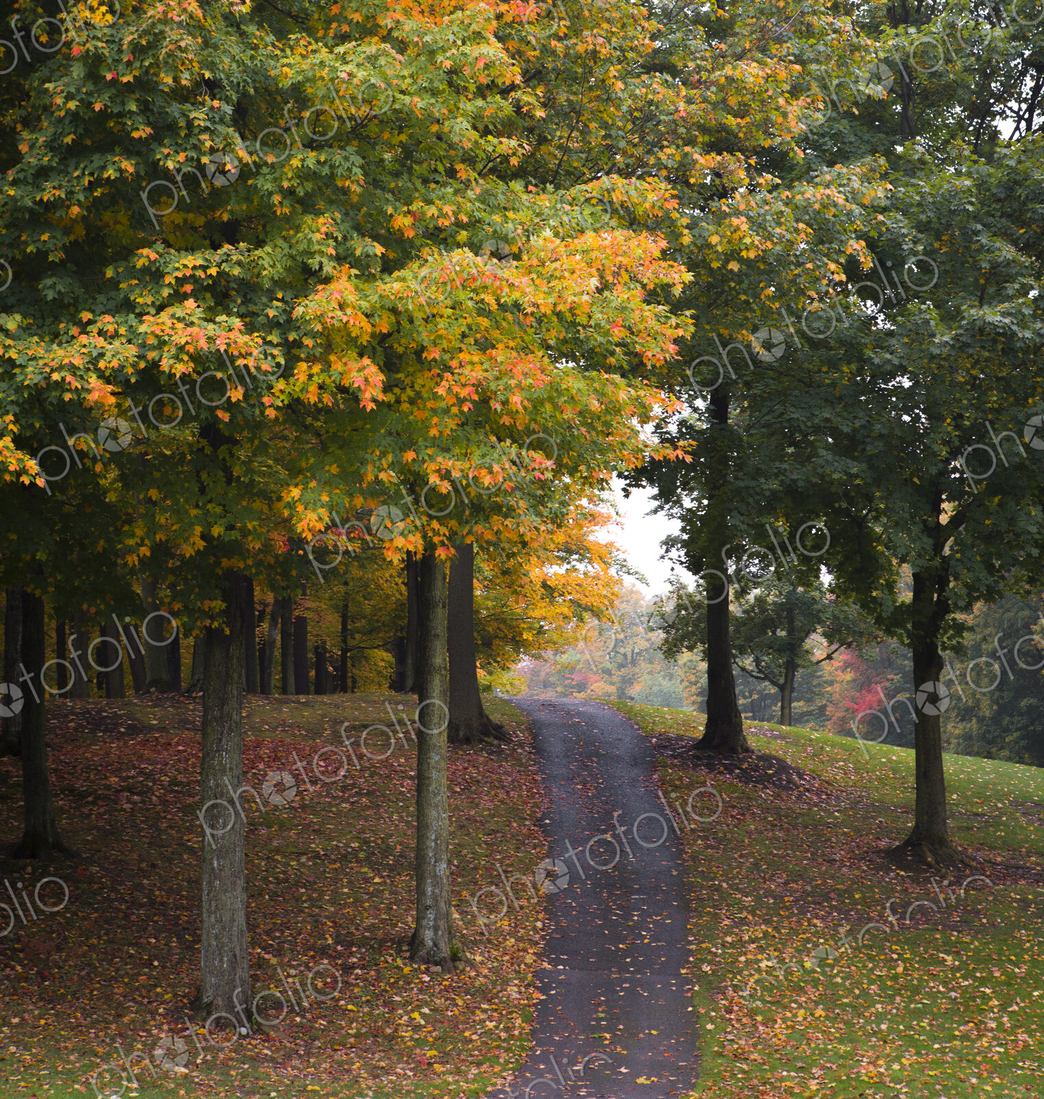 Path among trees and autumn leaves