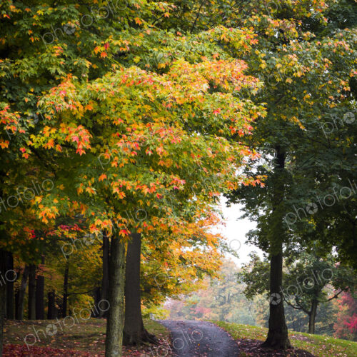 Path among trees and autumn leaves Path among trees and autumn leaves