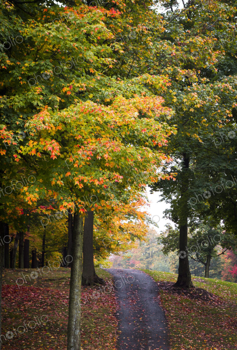 Path among trees and autumn leaves