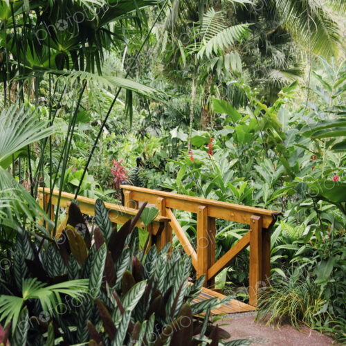 Pathway and Wooden Bridge in Forest
