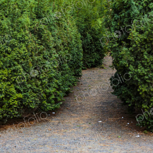 Pathway between tall hedges, Manito Park, Spokane Pathway between tall hedges, Manito Park, Spokane