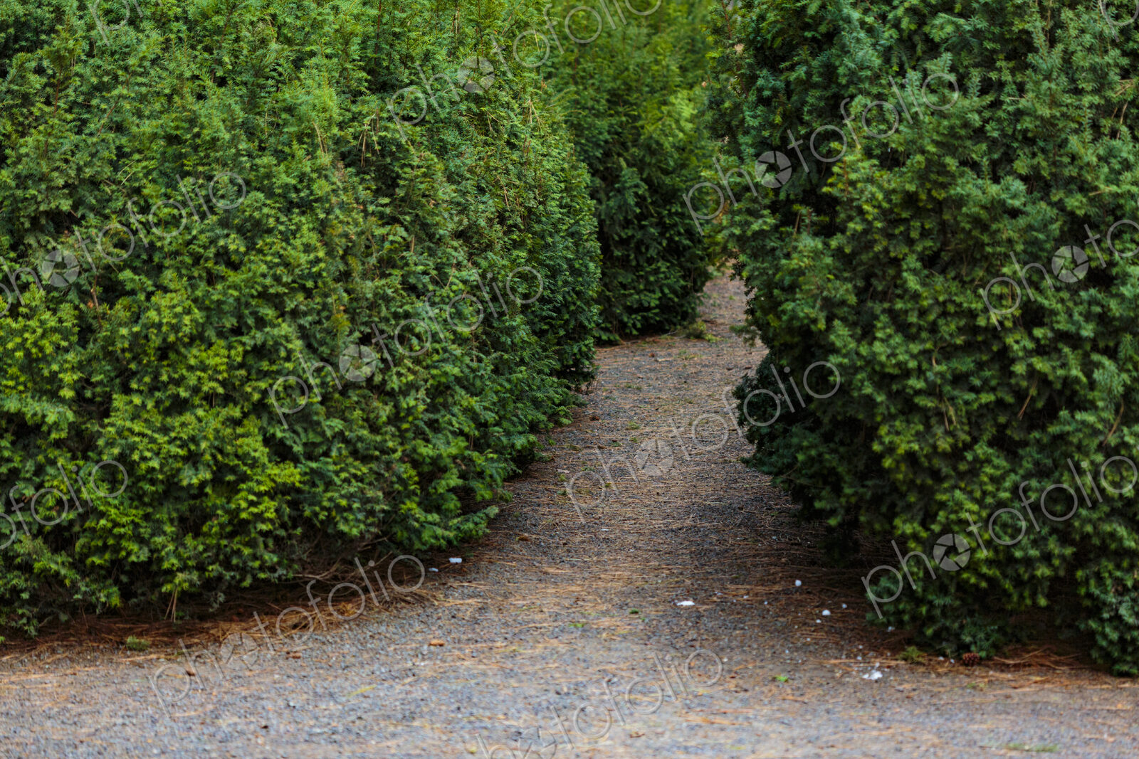 Pathway between tall hedges, Manito Park, Spokane