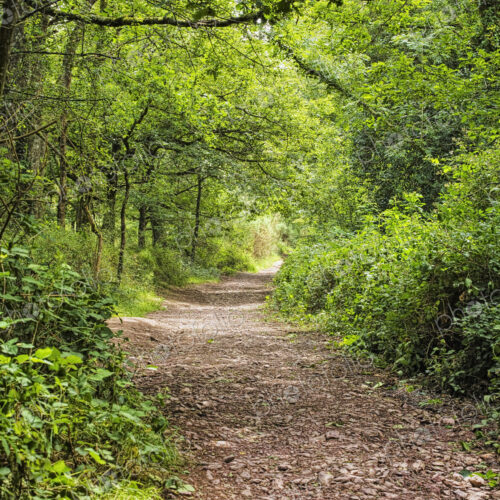 Pathway through the Forest