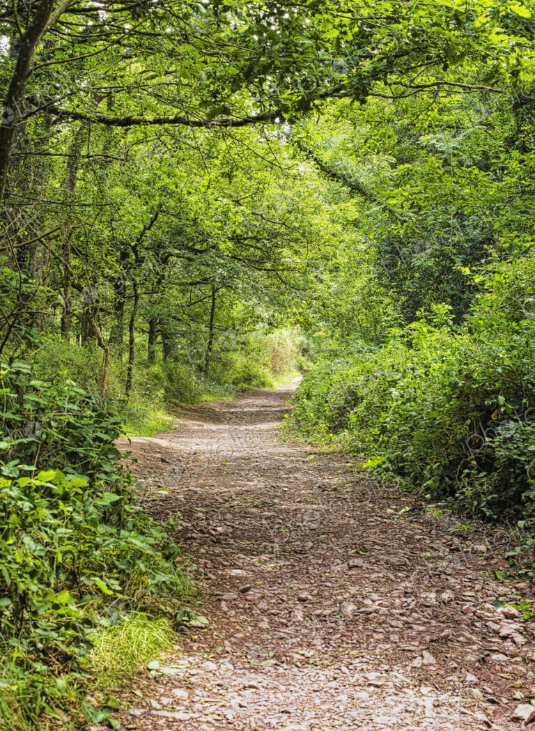 Pathway through the Forest
