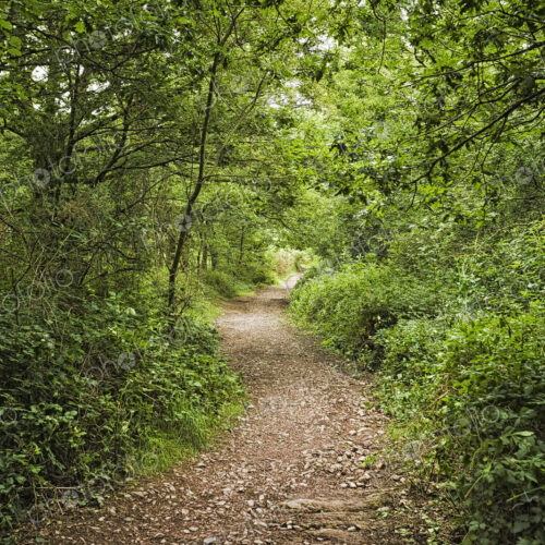 Pathway through the Forest