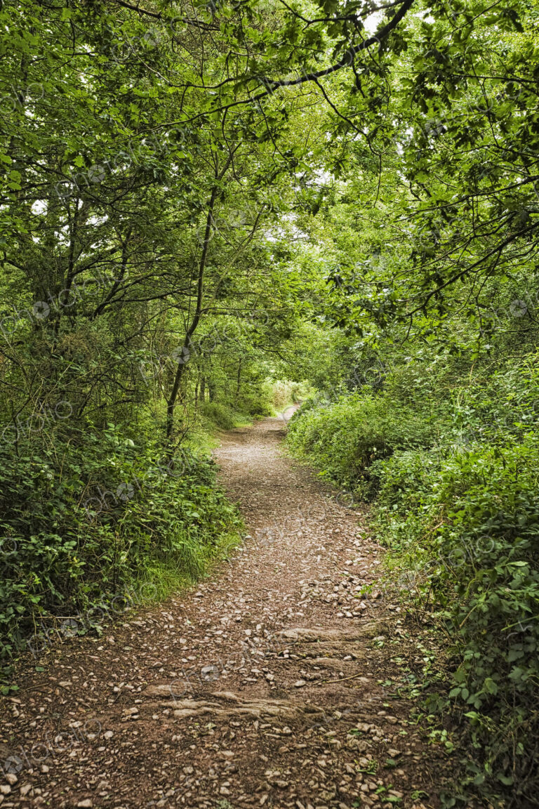 Pathway through the Forest