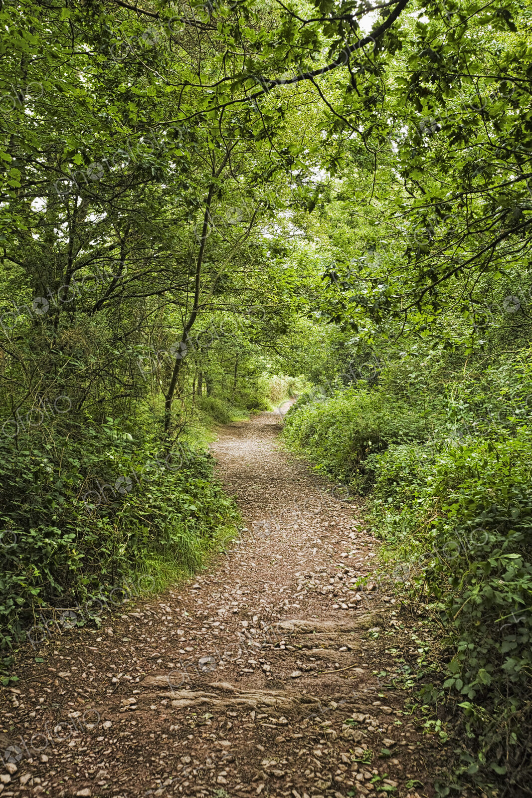 Pathway through the Forest