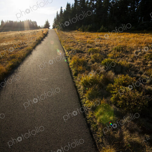 Paved path through meadow and forest, Hurricane Ridge, Olympic National Park.