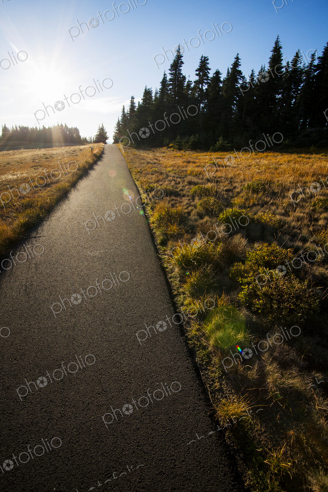 Paved path through meadow and forest, Hurricane Ridge, Olympic National Park.