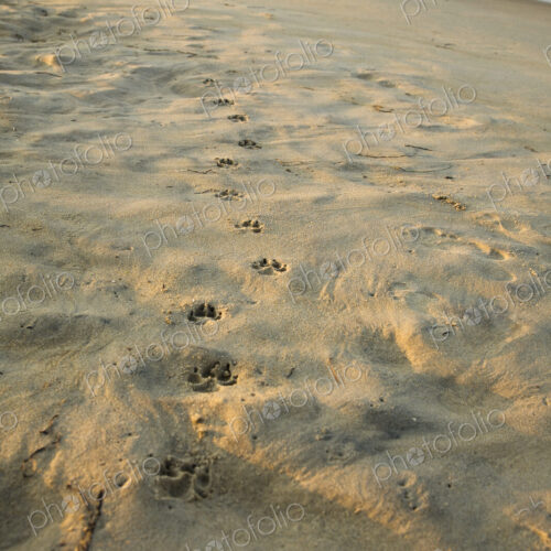 Paw Prints In The Sand