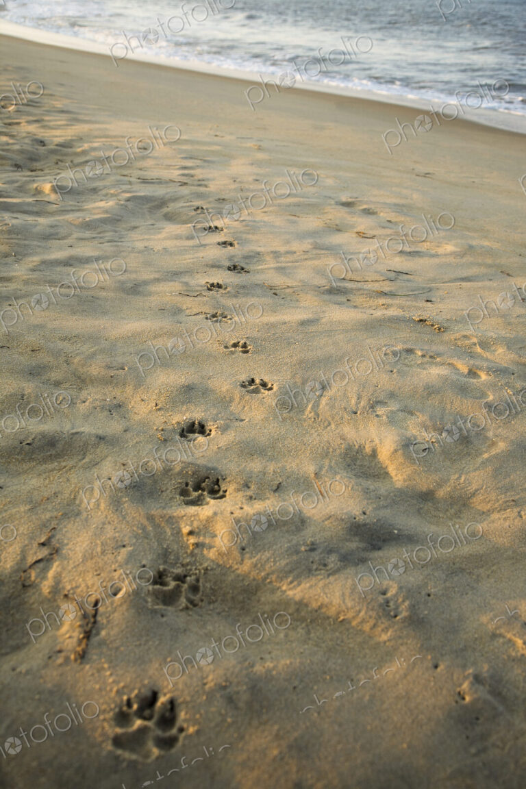 Paw Prints In The Sand
